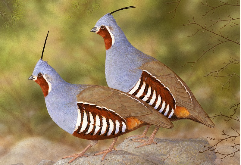 An artist's depiction of two mountain quail as featured on the 2021 Upland Game Bird Stamp.